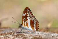 Limenitis asura-4070- Huai Sai Lueang Waterfall (1040m) - 21/02/26