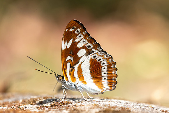 Limenitis asura-4072- Huai Sai Lueang Waterfall (1040m) - 21/02/26