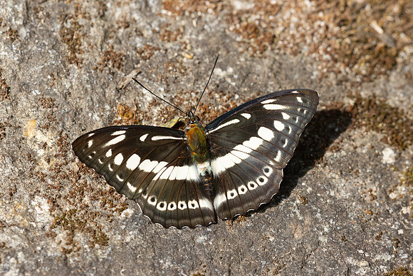 Limenitis asura-4080- Huai Sai Lueang Waterfall (1040m) - 21/02/26