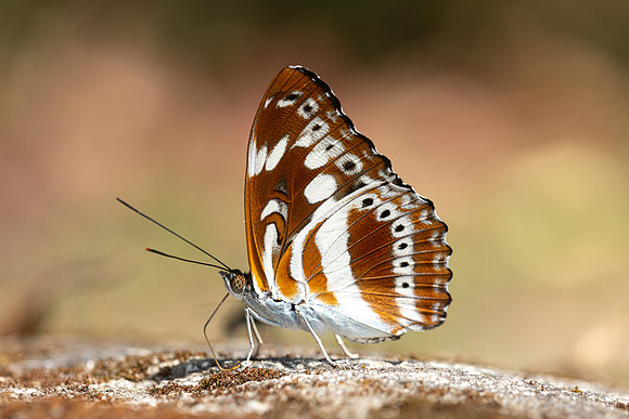 Limenitis asura-4074- Huai Sai Lueang Waterfall (1040m) - 21/02/26