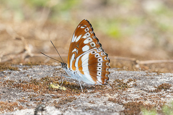 Limenitis asura-4085- Huai Sai Lueang Waterfall (1040m) - 21/02/26