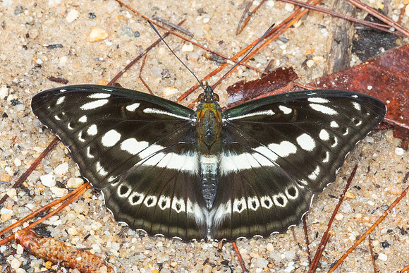 Limenitis asura-4688 - Doi Inthanon - 22/02/26