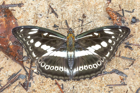 Limenitis asura-4693- Doi Inthanon - 22/02/26