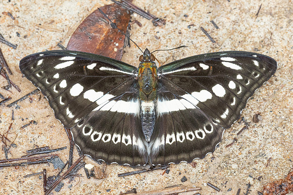 Limenitis asura-4697- Doi Inthanon - 22/02/26