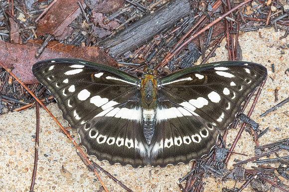 Limenitis asura-4700- Doi Inthanon - 22/02/26