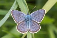 Cyaniris semiargus-7097 - Noel-Cerneux - 27/05/22