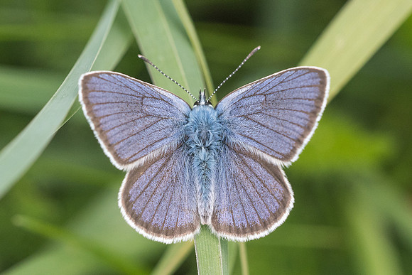 Cyaniris semiargus-7097 - Noel-Cerneux - 27/05/22