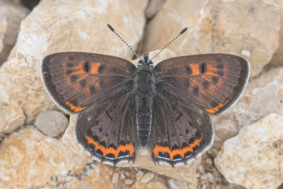 Lycaena helle-7007