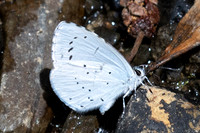 Celastrina argiolus-0531 - Estavar - 24/07/26