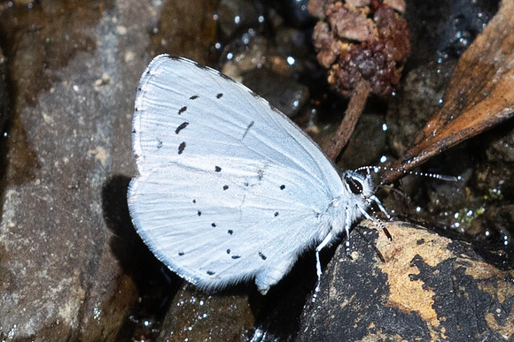 Celastrina argiolus-0531 - Estavar - 24/07/26
