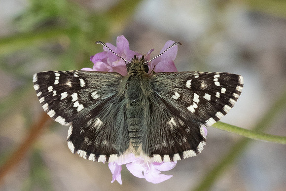 Pyrgus malvoides-4877 - llo - 31/07/26
