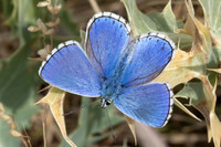 Lysandra bellargus-4789 - Llo - 31/07/26