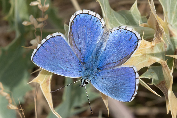 Lysandra bellargus-4789 - Llo - 31/07/26