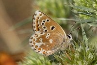 Aricia morronensis-4736 - Llo - 31/07/26