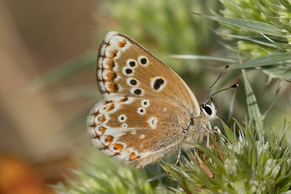 Aricia morronensis-4736 - Llo - 31/07/26