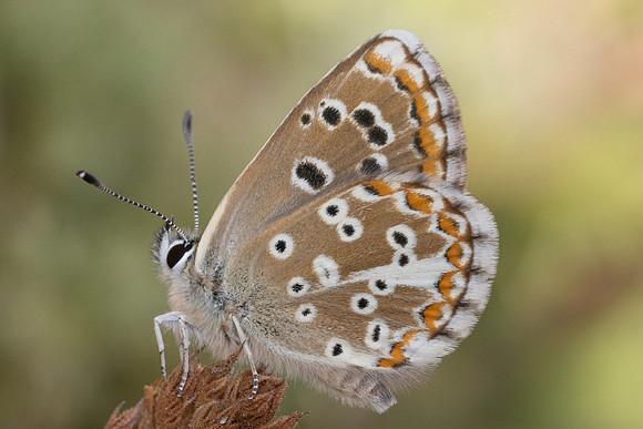 Aricia morronensis-4697 - LLo - 31/07/26