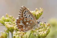 Polyommatus hispana ♀-4675 - Llo - 31/07/26