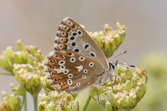 Polyommatus hispana ♀-4675 - Llo - 31/07/26