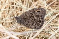 Satyrus actaea ♂-4670 - llo - 31/07/26