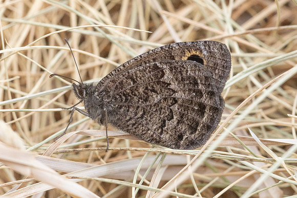Satyrus actaea ♂-4670 - llo - 31/07/26