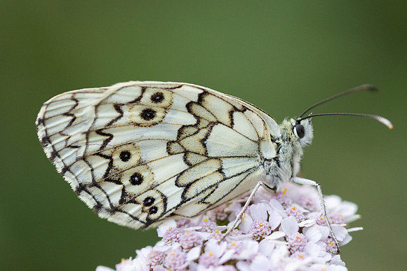 Melanargia russiae-4551