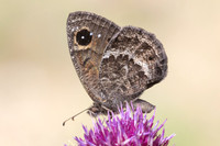 Satyrus actaea ♂-4467 - Eyne  - 30/07/26