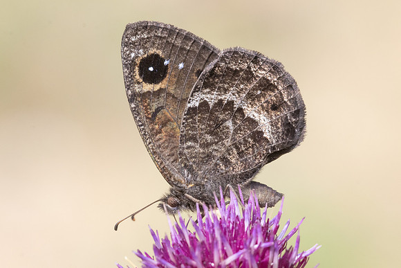 Satyrus actaea ♂-4467 - Eyne  - 30/07/26
