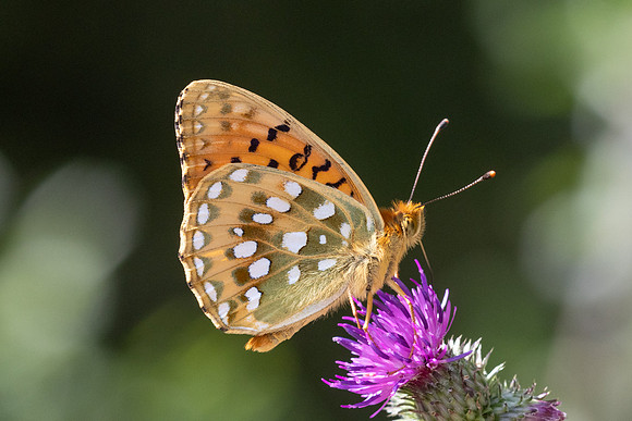 Argynnis aglaja-5960 - Lac des Rouges Truites- 25/06/26