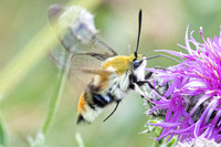 Hemaris tityus -5953 - Lac des Rouges Truites - 25/06/26