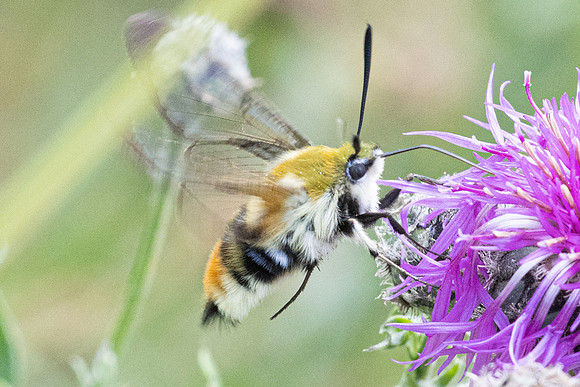 Hemaris tityus -5953 - Lac des Rouges Truites - 25/06/26