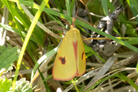 Dicrisia sannio