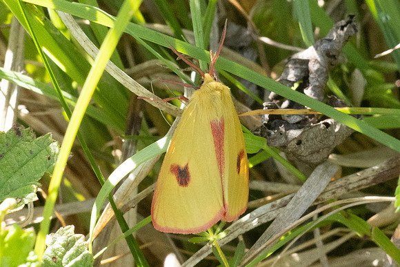Diacrisia sannio-5847 - Lac des Rouges Truites - 25/06/26