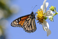 Danaus plexippus-4531 - Tenerife - mars 14