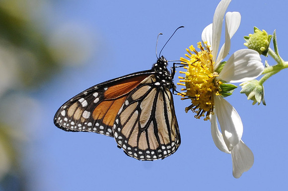 Danaus plexippus-4531 - Tenerife - mars 14