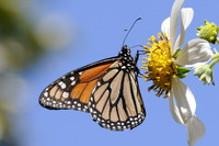 Danaus plexippus-4532 - Tenerife - mars 14