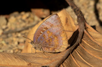 Arhopala amantes