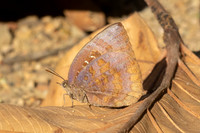 Arhopala amantes - Wat Prachao Ton Luang (route 107 - 738 m) - 10/02/26