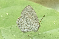 Allotinus horsfieldi-9564 - - Emerald pool - 16/01/26