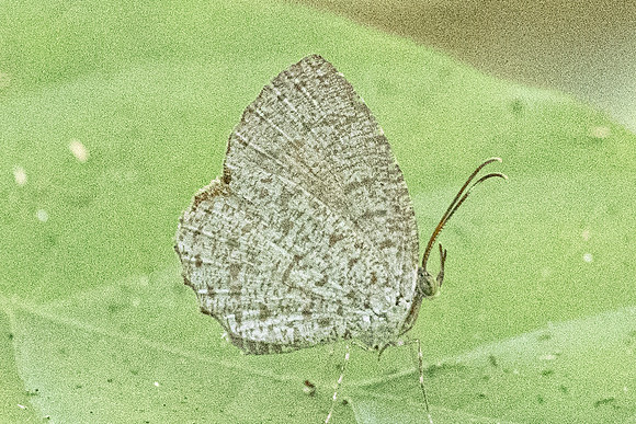 Allotinus horsfieldi-9564 - - Emerald pool - 16/01/26