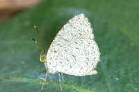 Allotinus horsfieldi--8 - Emerald pool - 16/01/26