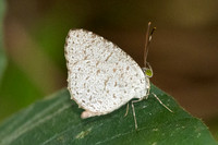 Allotinus horsfieldi-0648 - Emerald pool - 19/01/26