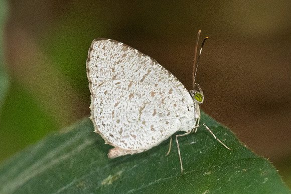 Allotinus horsfieldi-0648 - Emerald pool - 19/01/26