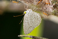 Allotinus horsfieldi-9351 - Emerald pool - 16/01/26