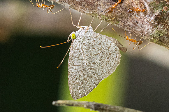 Allotinus horsfieldi-9351 - Emerald pool - 16/01/26