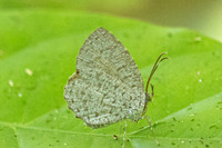 Allotinus horsfieldi-9568 - Emerald pool - 16/01/26