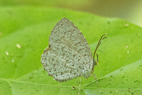 Allotinus horsfieldi-9568 - Emerald pool - 16/01/26