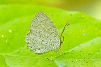 Allotinus horsfieldi-9575 - Emerald pool - 16/01/26