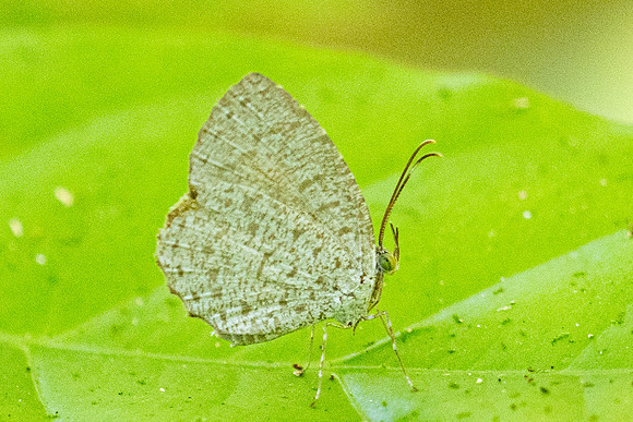 Allotinus horsfieldi-9575 - Emerald pool - 16/01/26