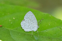 Allotinus horsfieldi-9583 - - Emerald pool - 16/01/26