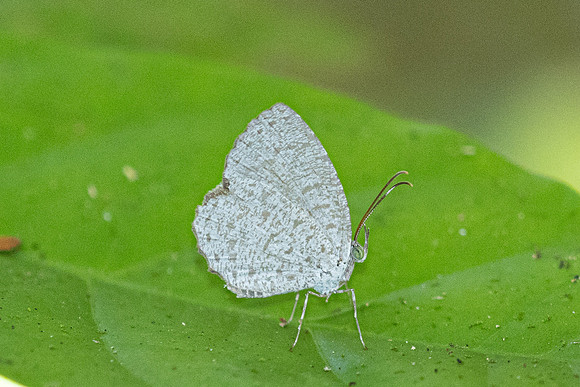 Allotinus horsfieldi-9583 - - Emerald pool - 16/01/26